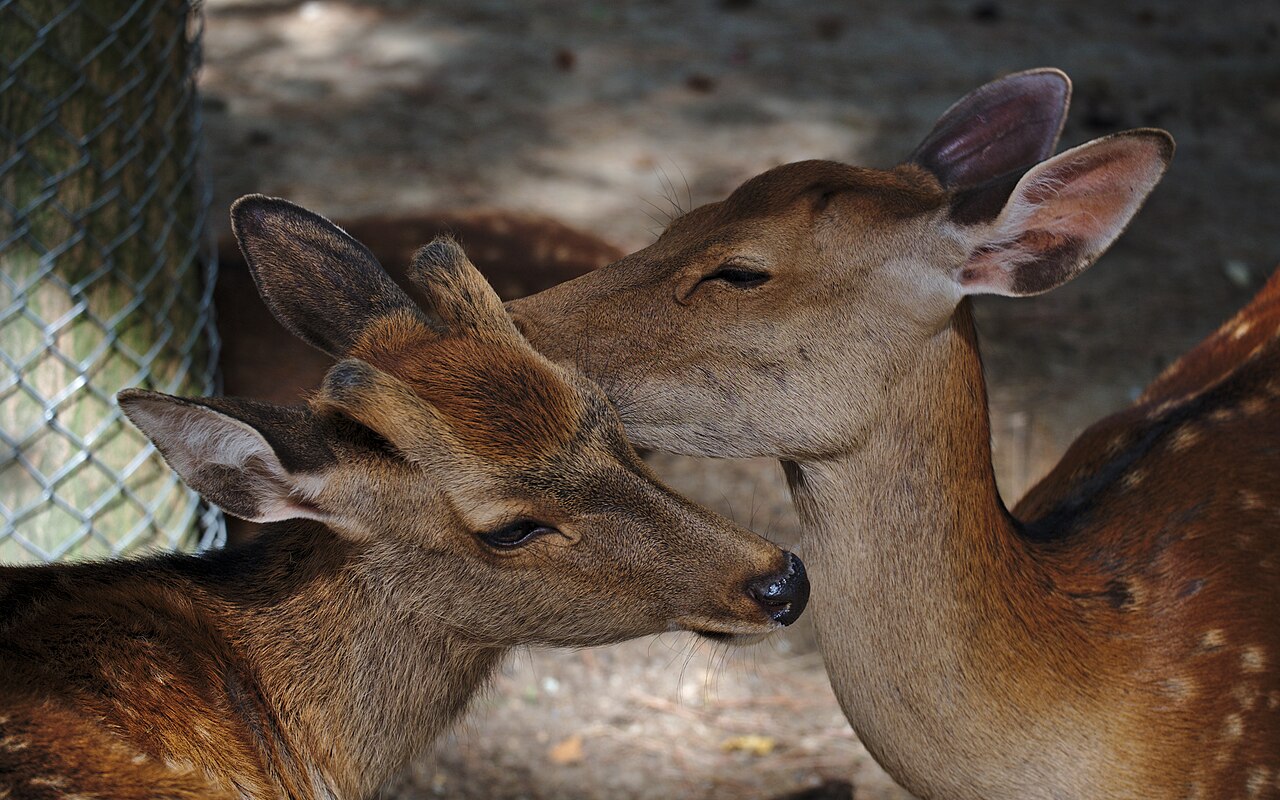Two sika deer in Nara, photographed in August 2018