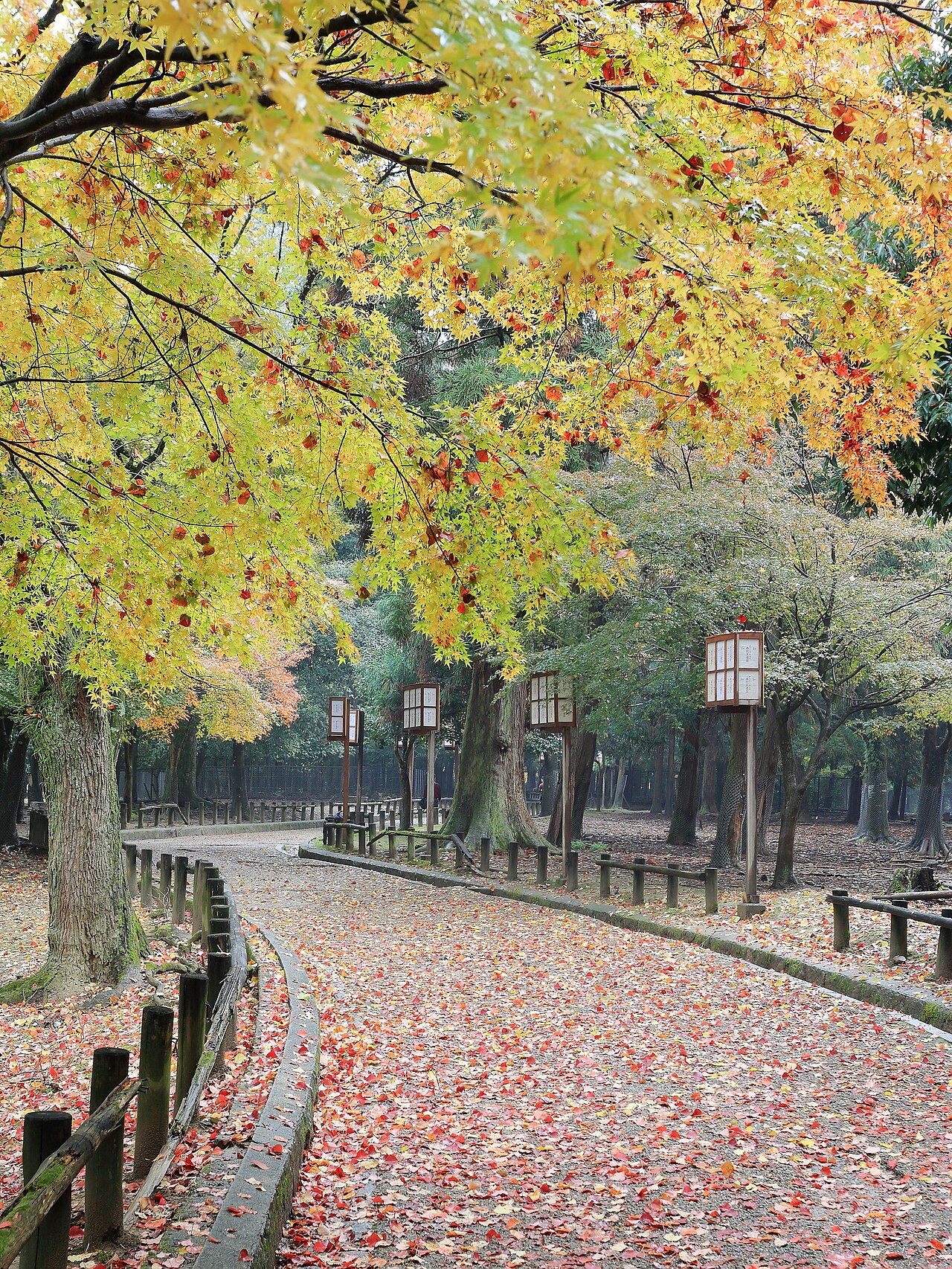 Nara Park, November 2016 - Leaves in autumn in Nara Park